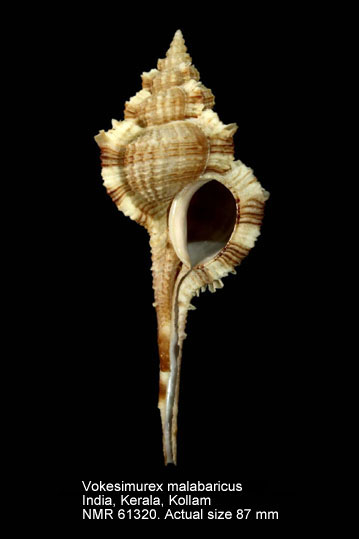 Vokesimurex malabaricus (5).jpg - Vokesimurex malabaricus(E.A.Smith,1894)
